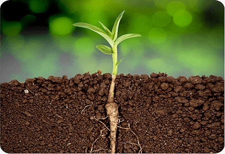 Bio estimulante para las plantas: la revolución verde de la agricultura moderna