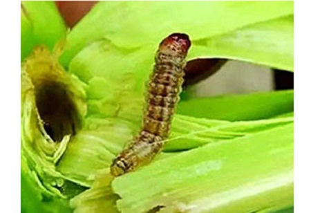 ¿Cómo usar correctamente el benzoato de emamectina 5?