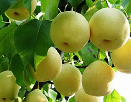 Pear tree