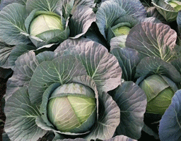 Cabbage