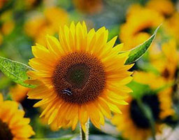 Sunflower