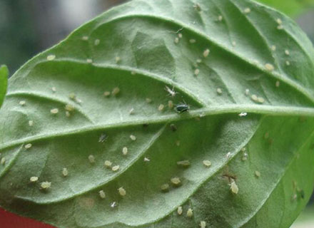 aphid