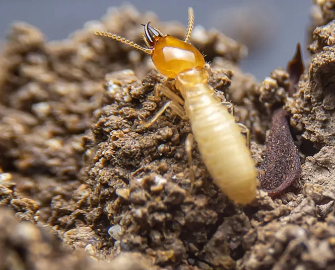 Insecticida para las termitas