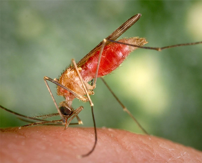 Insecticida para mosquito