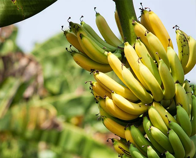 Insecticida para el plátano