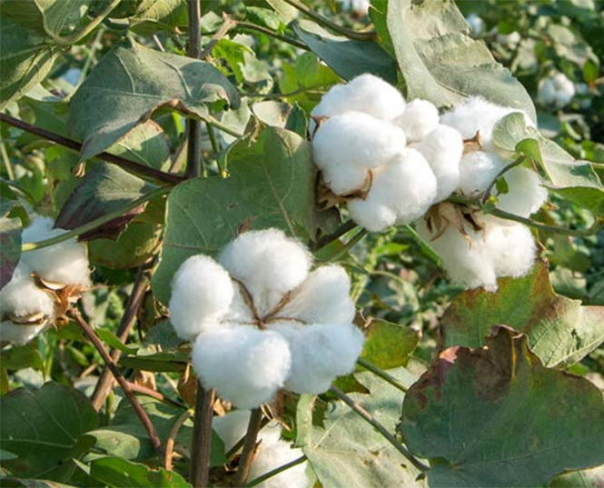 Insecticida para el algodón