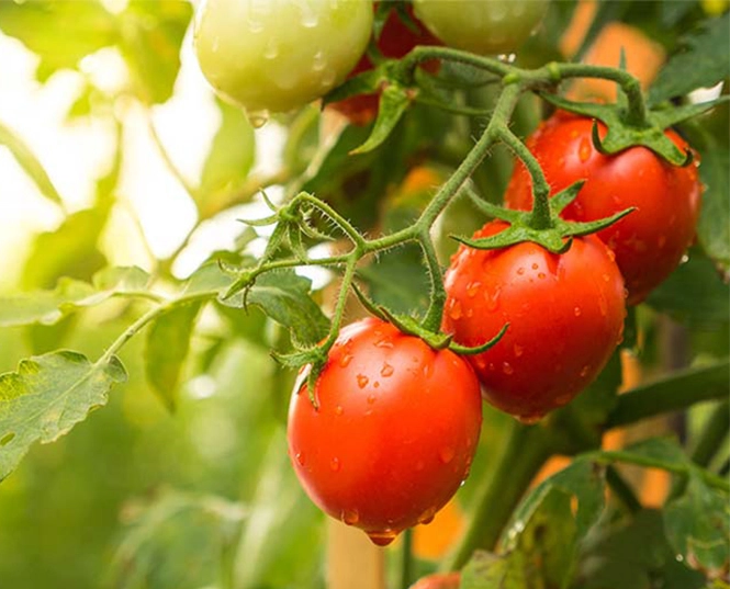 Insecticida para el tomate