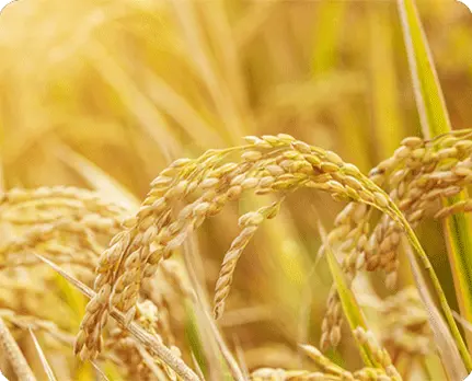 Los bioestimulantes aumentan el relleno y la calidad del grano