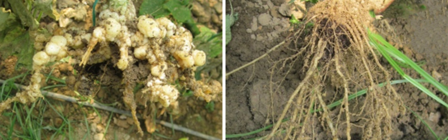 Arpha Gold<ALIMT >&reg;</ALIMT> – Utilizing Beneficial Fungi for Sustainable Farming