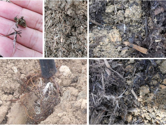 Arpha Gold<ALIMT >&reg;</ALIMT> – Utilizing BenefiCial Hongos para la agricultura sostenible 