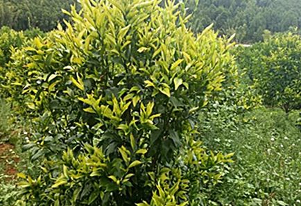 La industria mundial de los cítricos enfrenta enfermedades y desafíos climáticos